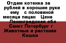 Отдам котенка за 350 рублей,в хорошие руки,ему 2 с половиной месяца,пацан › Цена ­ 350 - Ленинградская обл., Санкт-Петербург г. Животные и растения » Кошки   